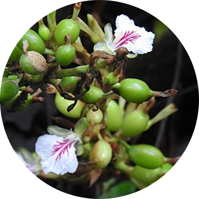 100% Pure & Natural